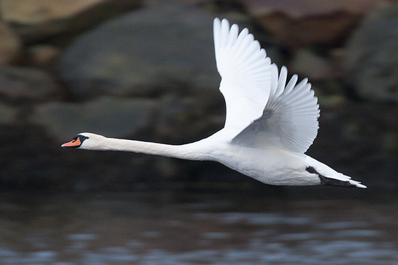 Mute Swan (Cygnus olor)
