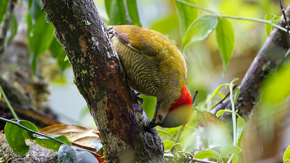 Golden-olive Woodpecker (Colaptes rubiginosus)