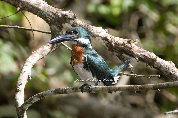 Amazon Kingfisher (Chloroceryle amazona) male