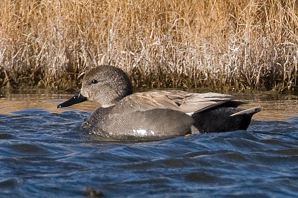 Gadwall (Anas strepera)