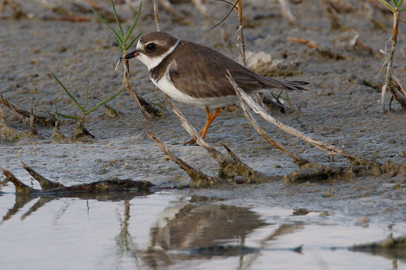 Semipalmated Plover (Charadrius semipalmatus)