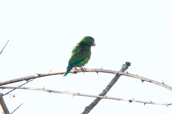 Orange-chinned Parakeet ? (Brotogeris jugularis)