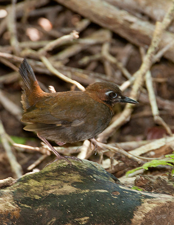 Black-faced Antthrush (Formicarius analis)