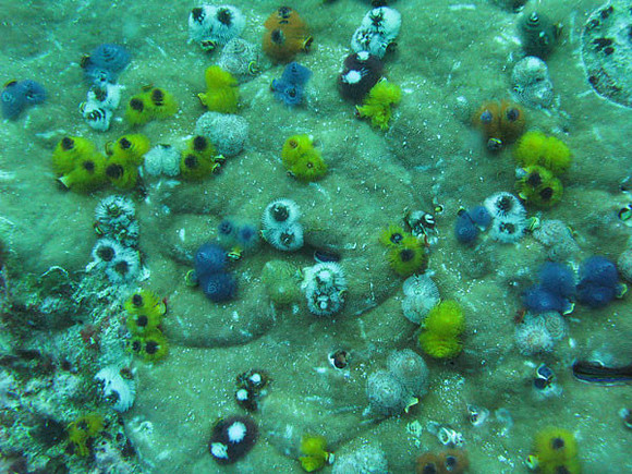 Coral?