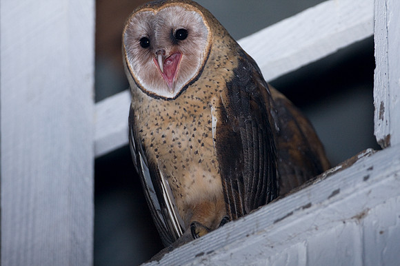 Western Barn Owl (Tyto alba)