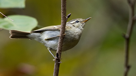 Yellow-browed warbler (Phylloscopus inornatus)