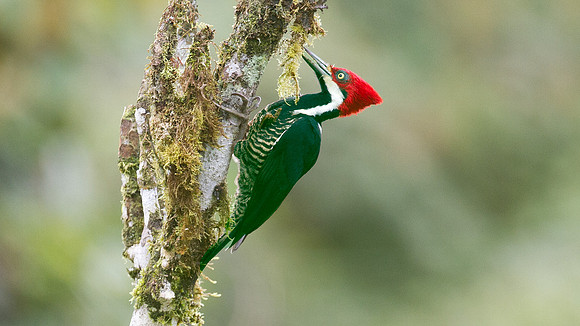 Guayaquil Woodpecker (Campephilus gayaquilensis) female