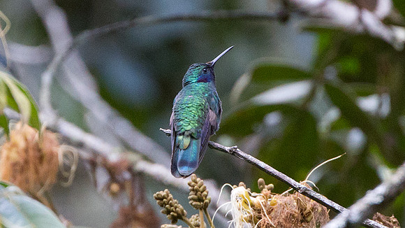 Sparkling Violetear (Colibri coruscans)