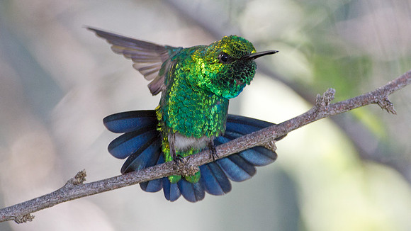 Blue-tailed Emerald (Chlorostilbon mellisugus)