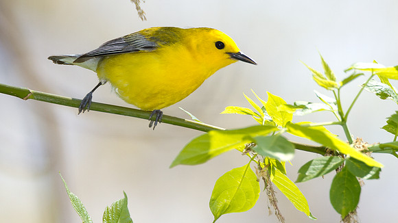 Prothonotary Warbler (Protonotaria citrea)