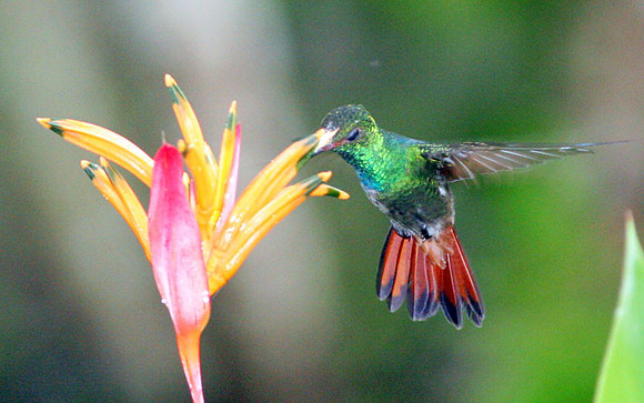 Rufous-tailed Hummingbird (Amazilia tzacatl)