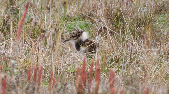 Andean Lapwing (Vanellus resplendens)