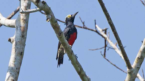 Yellow-tufted Woodpecker (Melanerpes cruentatus)