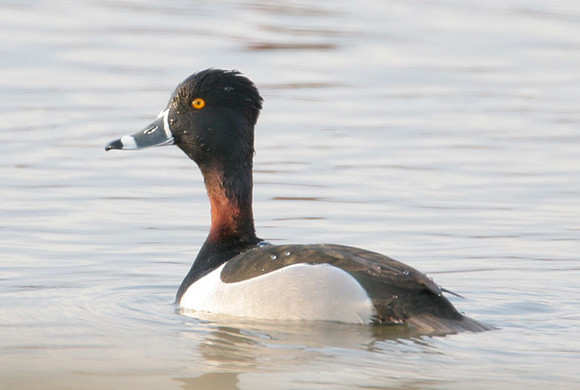 Ring-necked Duck (Aythya collaris)
