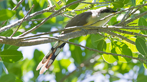 Mangrove Cuckoo (Coccyzus minor)