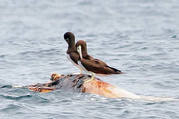 Brown Booby (Sula leucogaster)