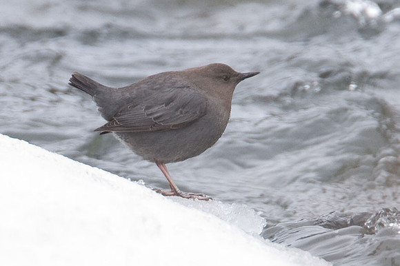 American Dipper (Cinclus mexicanus)