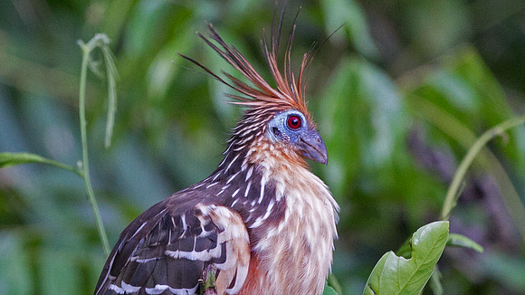 Hoatzin (Opisthocomus hoazin)