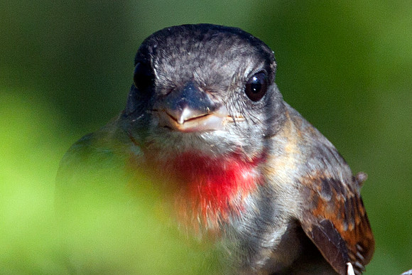 Rose-throated Becard (Pachyramphus aglaiae) juvenile male