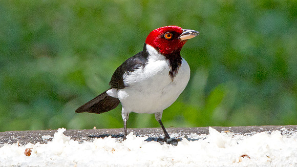 Red-capped Cardinal (Paroaria gularis)