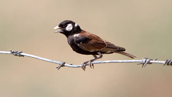 Chestnut-backed Sparrow-Lark (Eremopterix leucotis)