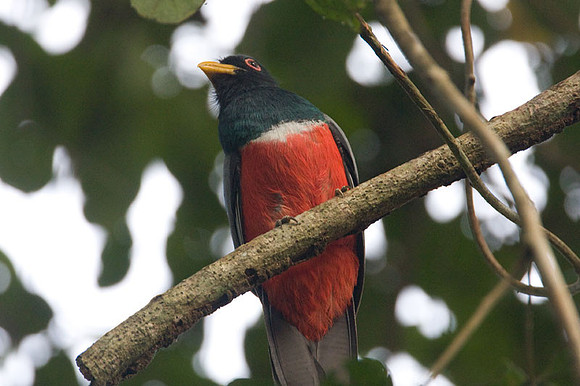 Black-tailed Trogon (Trogon melanurus)