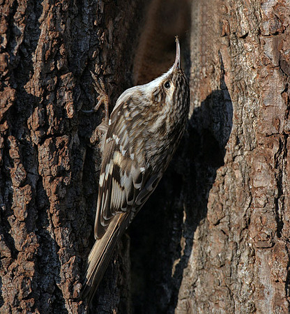 Brown Creeper (Certhia americana) also known as American Tree Creeper