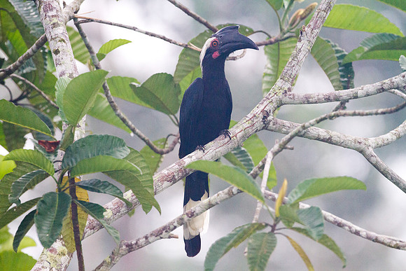 Asian Black Hornbill (Anthracoceros malayanus) female