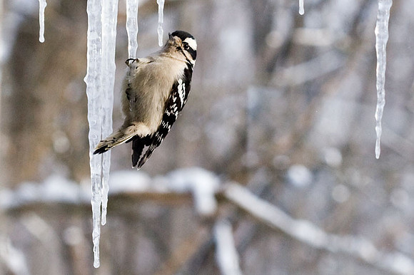 Downy Woodpecker (Picoides pubescens)
