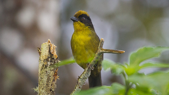 Tricolored Brush Finch (Atlapetes tricolor)