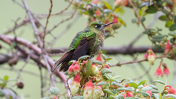 Tyrian Metaltail (Metallura tyrianthina)
