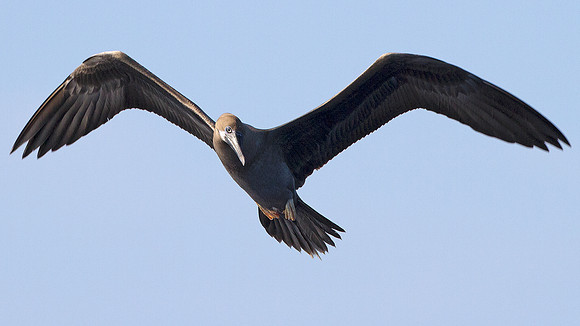 Red-footed Booby (Sula sula)