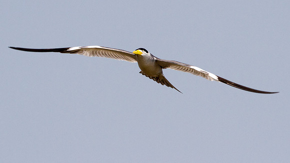 Large-billed Tern (Phaetusa simplex)