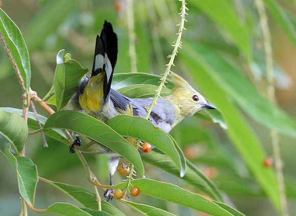Long-tailed Silky-flycatcher (Ptilogonys caudatus) female