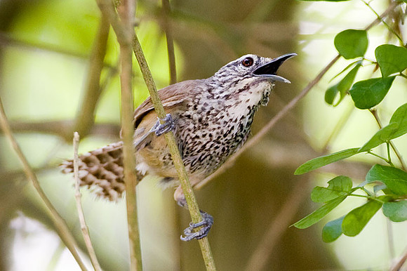 Spot-breasted Wren (Pheugopedius maculipectus)
