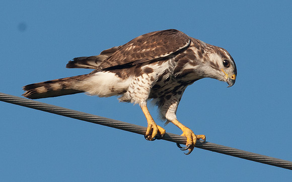 Gray Hawk (Asturina nitida) juvenile