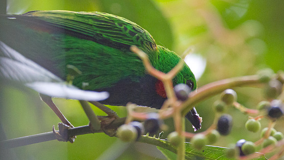 Orange-eared Tanager (Chlorochrysa calliparaea)