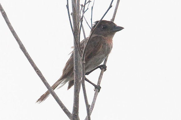 Rose-throated Becard (Pachyramphus aglaiae)