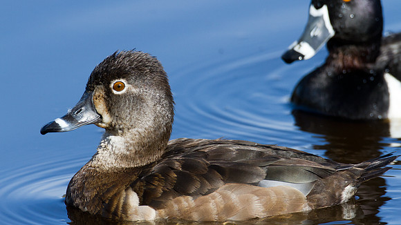 Ring-necked Duck (Aythya collaris) male and female