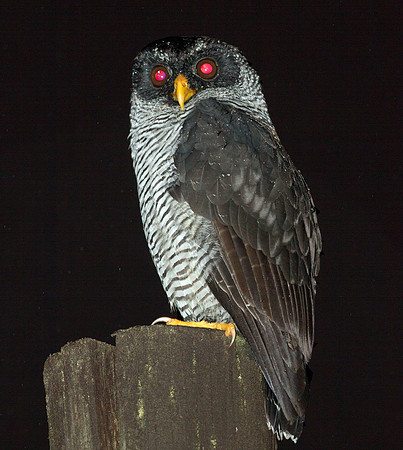 Black-and-white Owl (Strix nigrolineata)