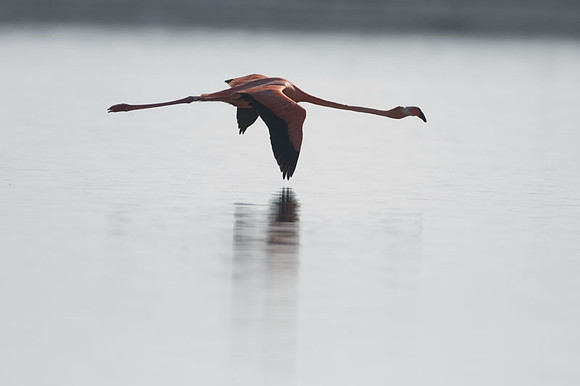 American Flamingo (Phoenicopterus ruber)