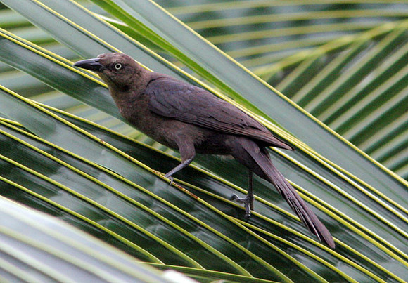 Great-tailed Grackle (Quiscalus mexicanus) female