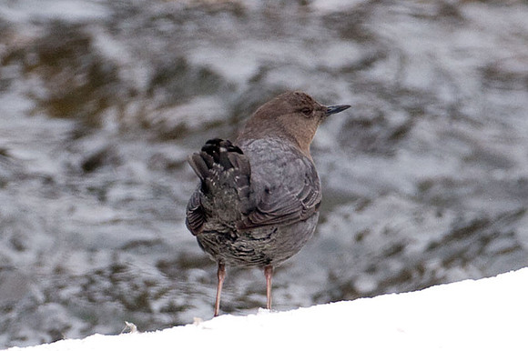 American Dipper (Cinclus mexicanus)
