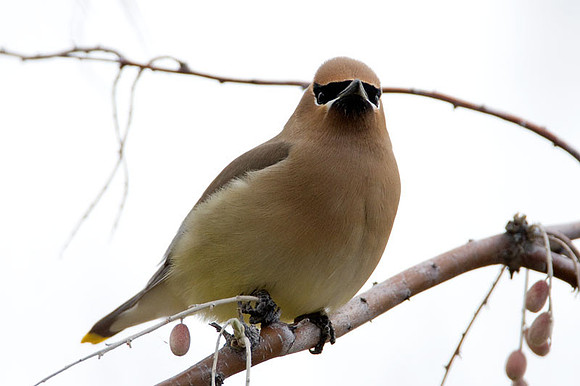 Cedar Waxwing (Bombycilla cedrorum)
