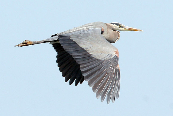Great Blue Heron (Ardea herodias)