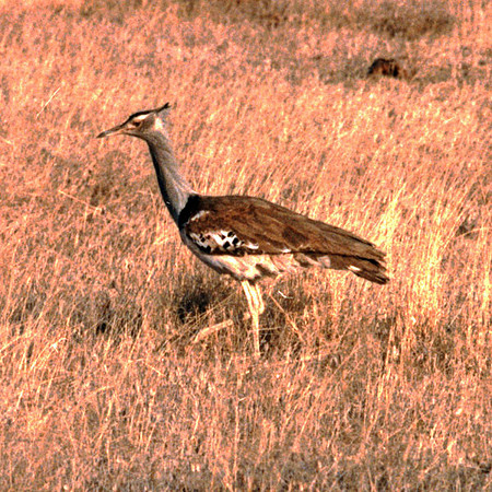 Kori Bustard (Ardeotis kori)
