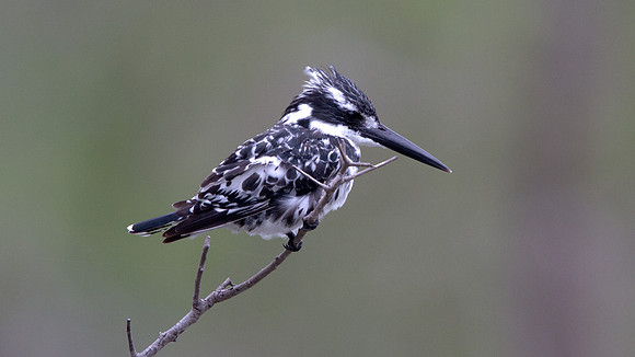 Pied Kingfisher (Ceryle rudis)
