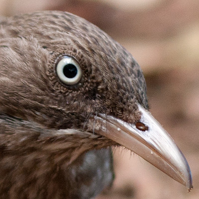 Pearly-eyed Thrasher (Margarops fuscatus)