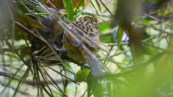 Long-tailed Antbird (Drymophila caudata)