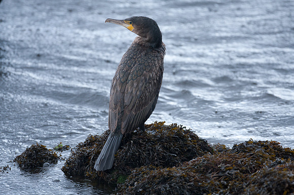Great Cormorant (Phalacrocorax carbo) also known as Great Black Cormorant, Black Cormorant, Black Shag